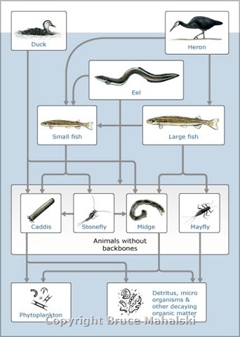 068 - Fresh-water Food Web Picture